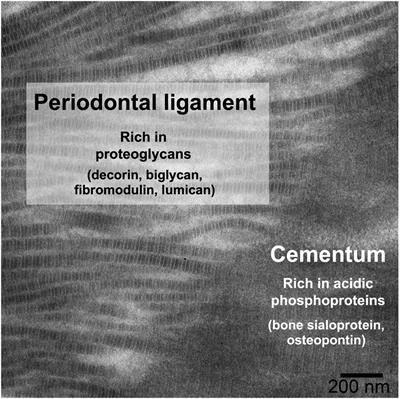 Periodontal regeneration: Lessons from the periodontal ligament-cementum junction in diverse animal models
